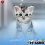 پیشی پیشی